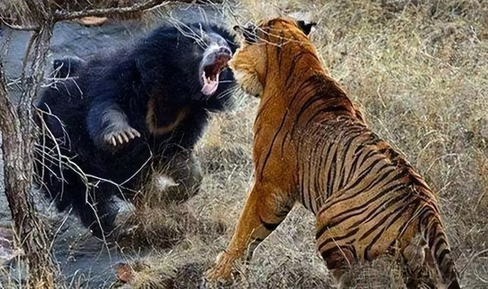 老虎大战熊瞎子，究竟是谁能从这场夺命较量中胜出？