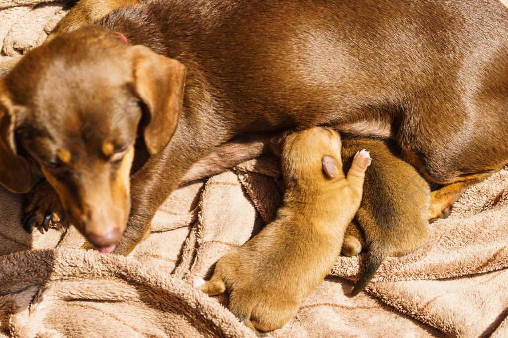 自家狗狗会和母亲繁殖，真的刷新三观了！