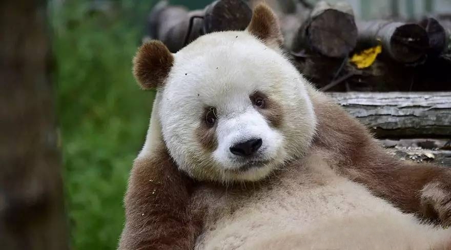 究竟七仔是怎样一只神奇的熊猫呢？世界仅此一只，令各国眼红不已