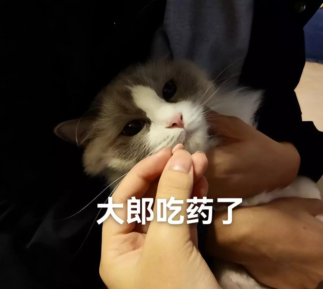 你家猫咪有定期驱虫吗？猫咪多久“驱虫”一次？