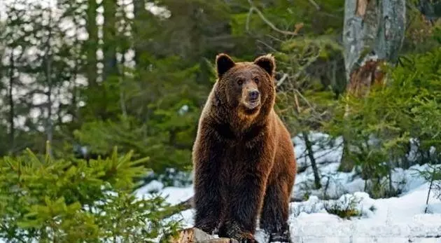 日本史上吃人最多的野兽——食人巨熊！