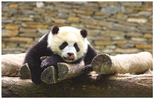 作死男子跳进熊猫馆，结果，他被一只大熊猫咬伤了！
