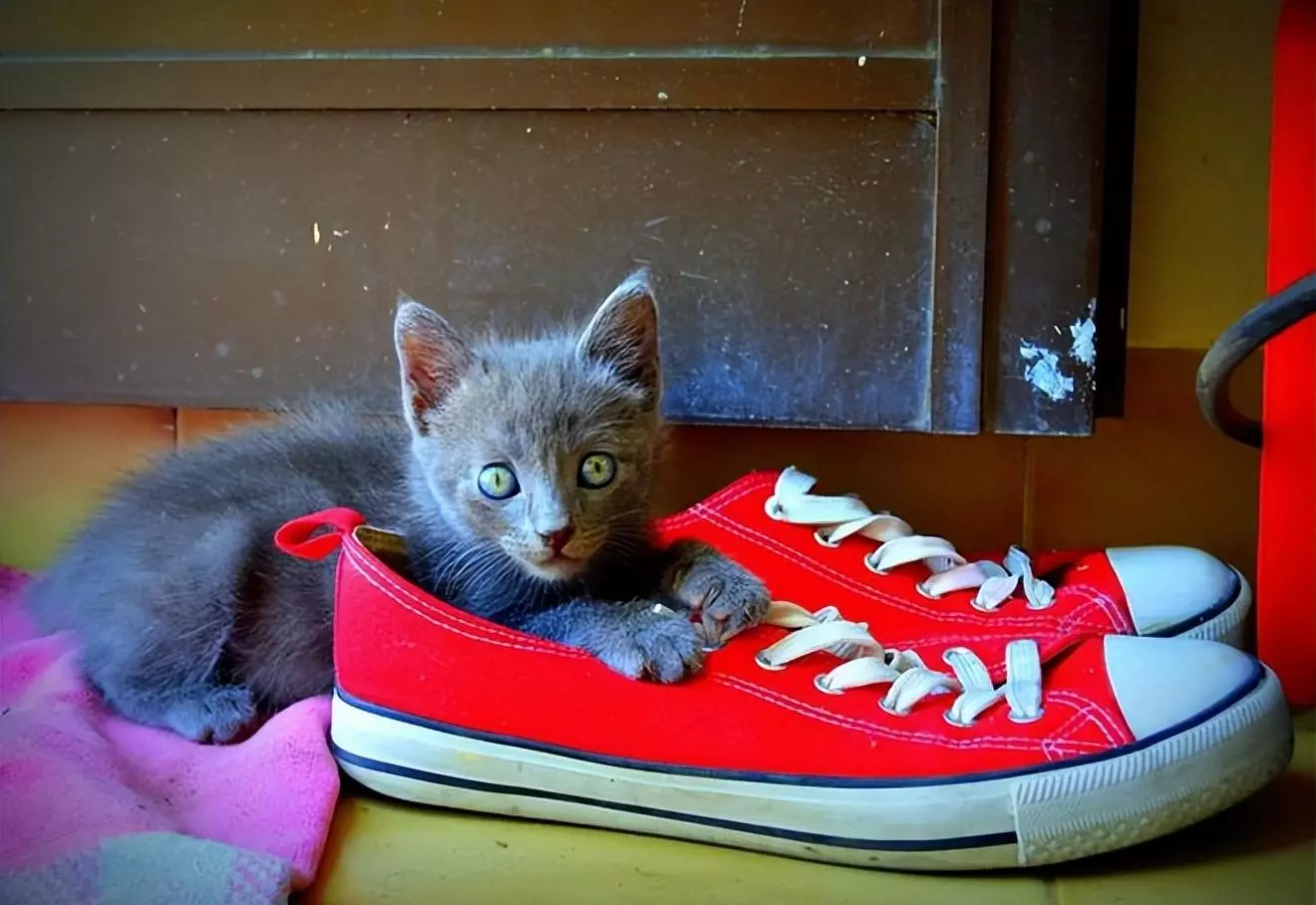猫咪总爱闻我的鞋，可不是因为有“特殊癖好”