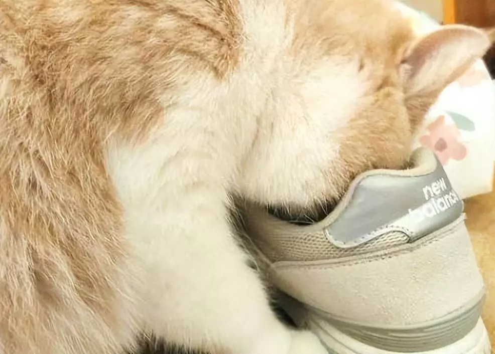 猫咪总爱闻我的鞋，可不是因为有“特殊癖好”