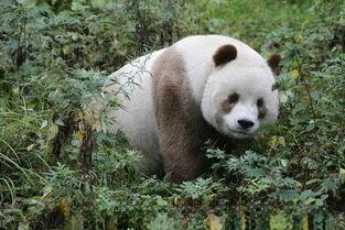 究竟七仔是怎样一只神奇的熊猫呢？世界仅此一只，令各国眼红不已