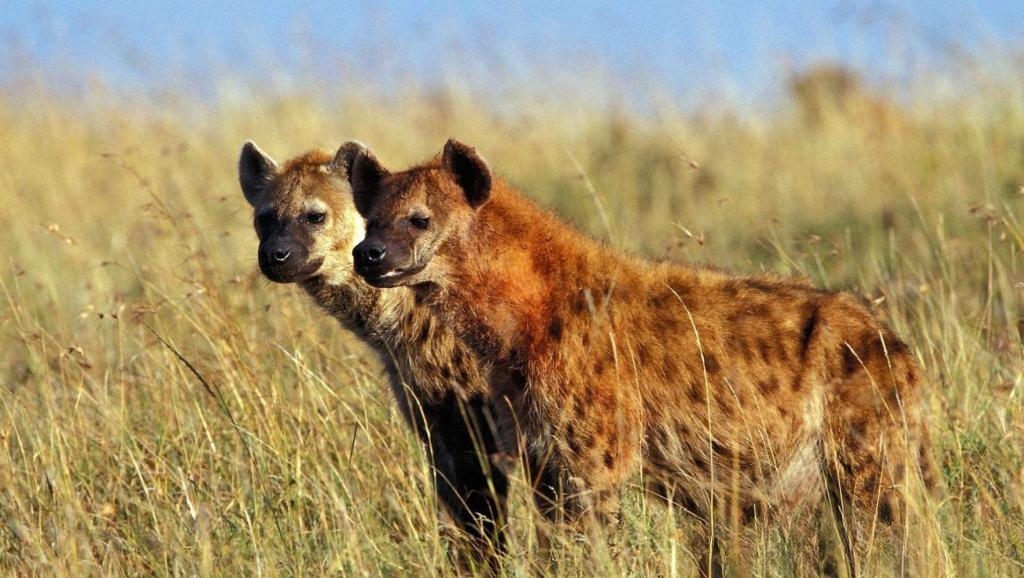 非洲草原上的斑鬣狗为何热衷于掏肛？被掏肛的动物为何原地不动？