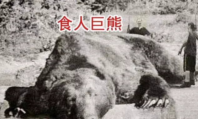 日本史上吃人最多的野兽——食人巨熊！