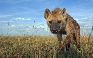 非洲草原上的斑鬣狗为何热衷于掏肛？被掏肛的动物为何原地不动？