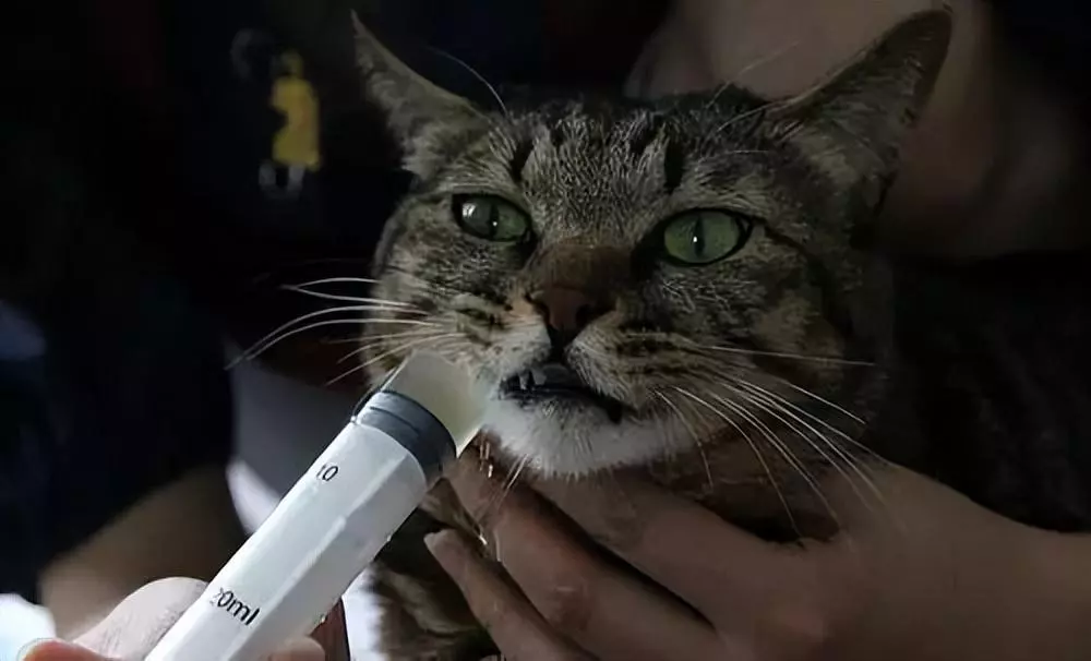 猫咪不爱喝水，长期用针管给猫咪注射水，可行吗？