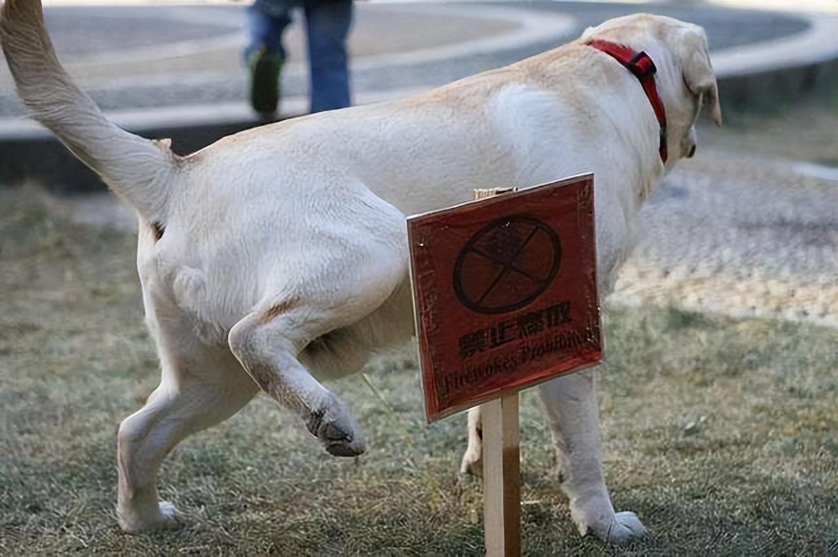 曝某城市一小区禁养猫狗，对此城管表示：“物业无权禁止”