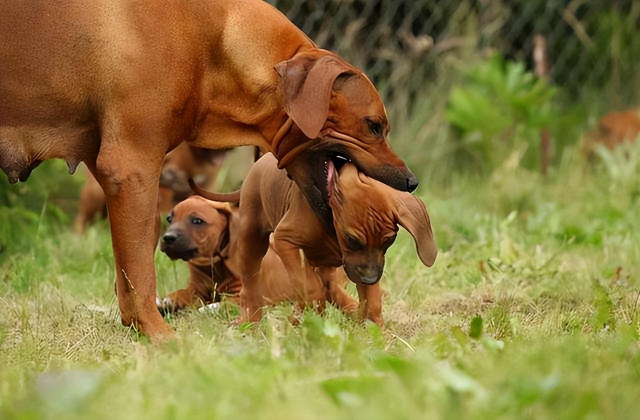 自家狗狗会和母亲繁殖，真的刷新三观了！